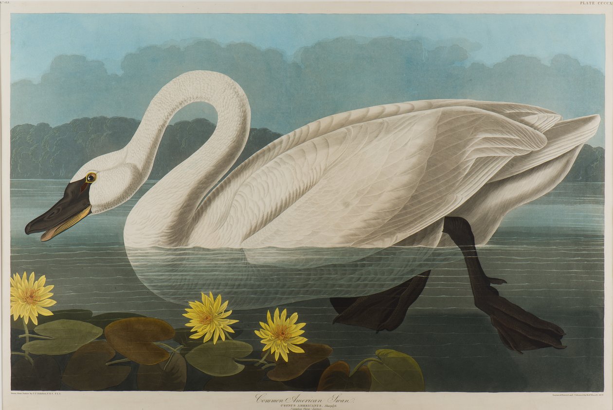 Amerikan Kuğu, 1838 (kağıt üzerinde wc) by John James Audubon