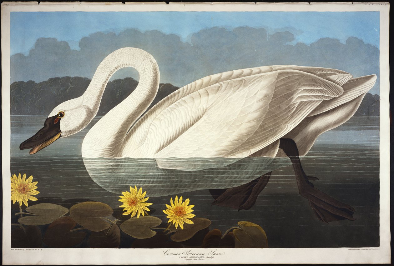 Ortak Amerikan Kuğu. ıslık çalan kuğu by John James Audubon