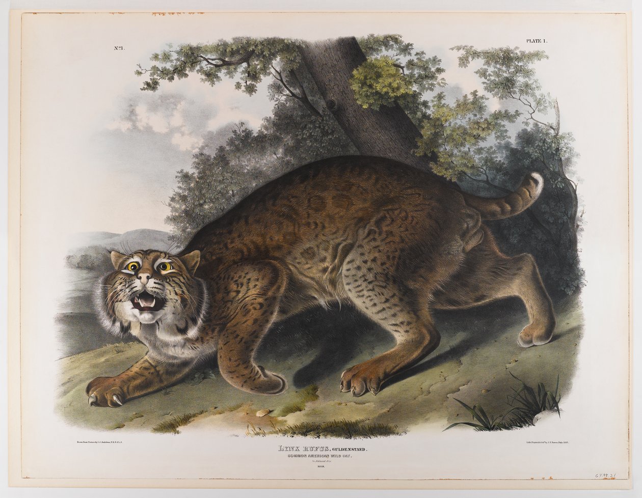 Ortak Amerikan yaban kedisi by John James Audubon