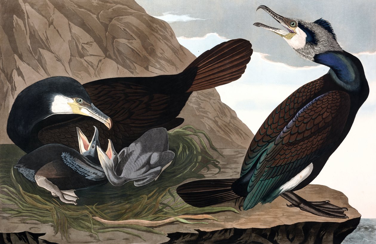 Adi Karabatak, Phalacrocorax Carbo, John J. Audubon