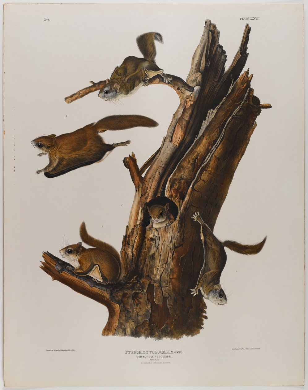 Ortak uçan sincap by John James Audubon