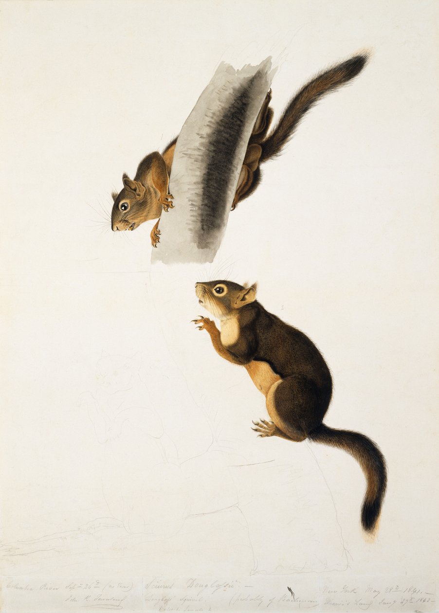 Douglas Squirrel, The Viviparous Quadrupeds of North America, 1845