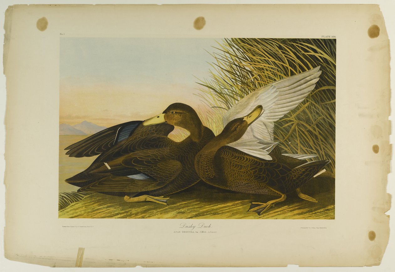 Dusky Duck, Julien Bien tarafından basıldı ve Roe Lockwood & Son tarafından yayınlandı, 1861 (kromolitograf) by John James Audubon