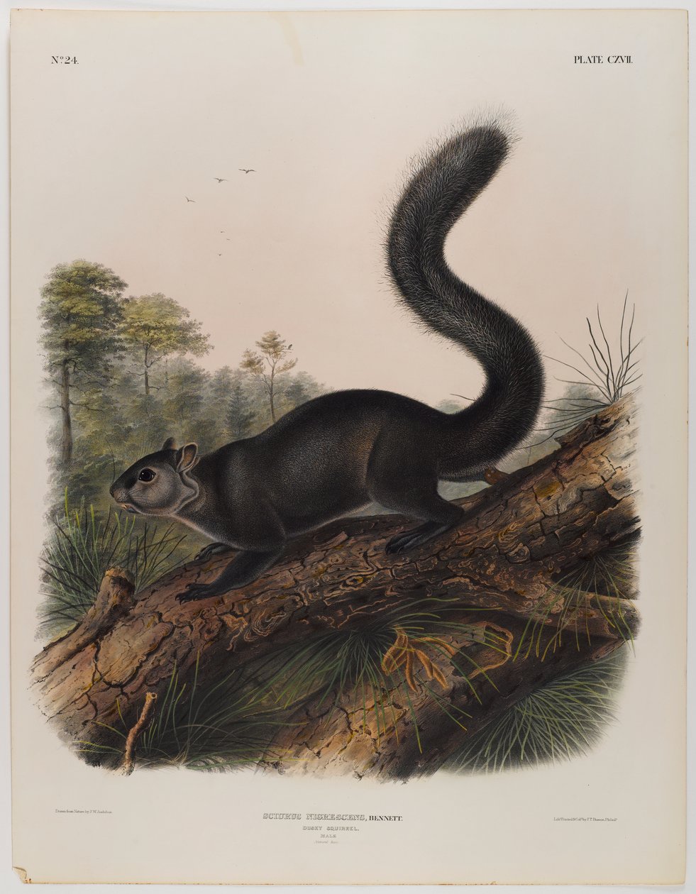 esmer sincap by John James Audubon