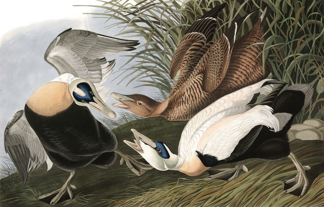 Eider Duck, Fuligula Mollissima, John J. Audubon tarafından yazılan "The Birds of America"dan, pub. 1827-38 by John James Audubon