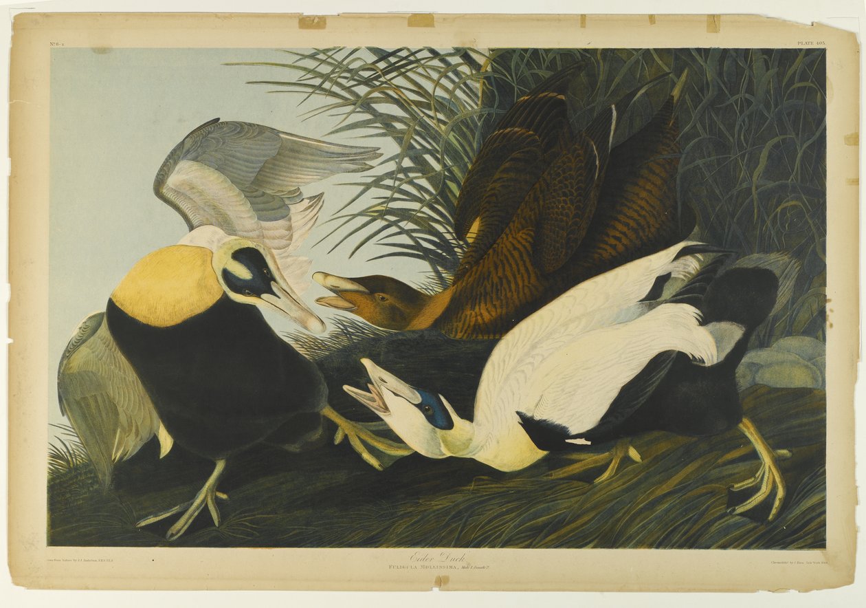 Eider Duck, Julien Bien tarafından basıldı ve Roe Lockwood & Son tarafından yayınlandı, 1861 (kromolitograf) by John James Audubon