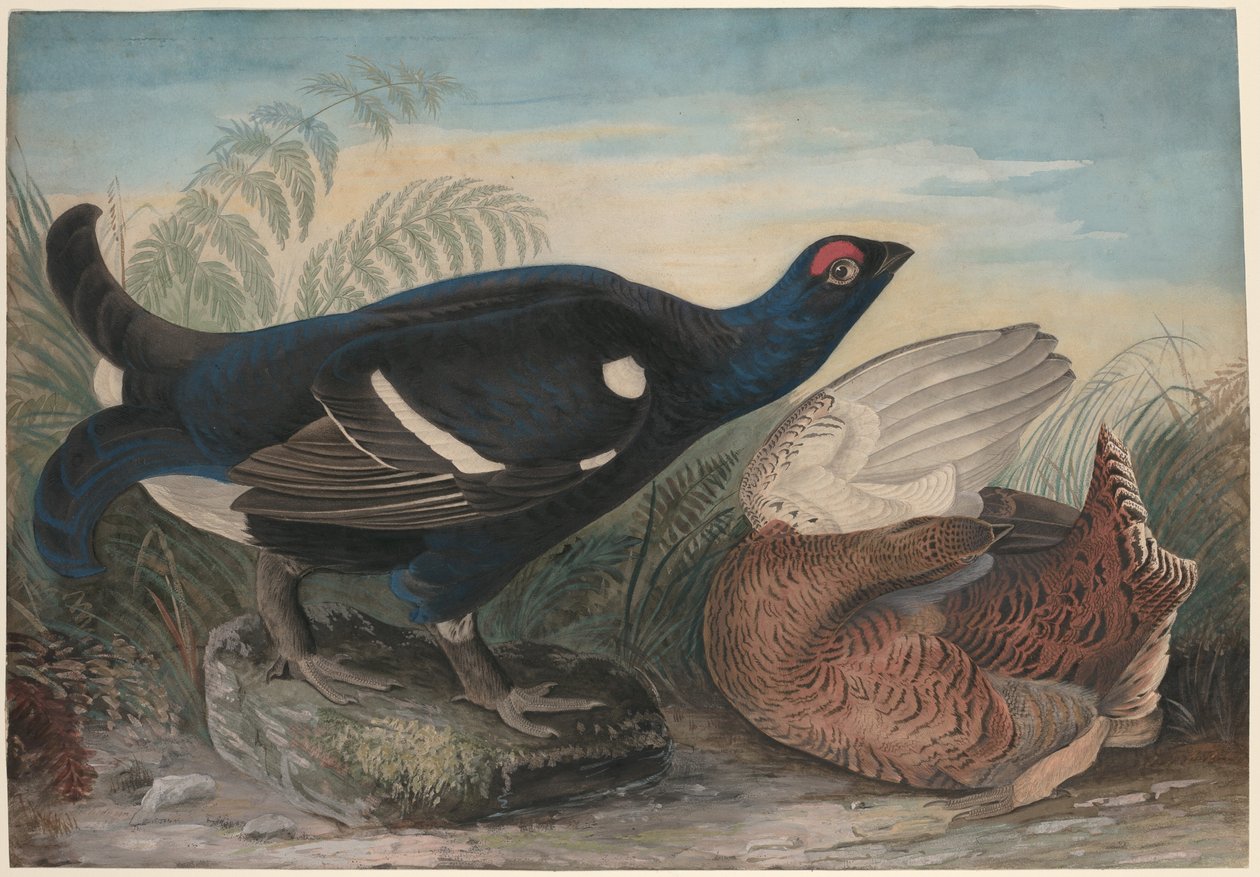 İngiliz Siyah Musluklar by John James Audubon