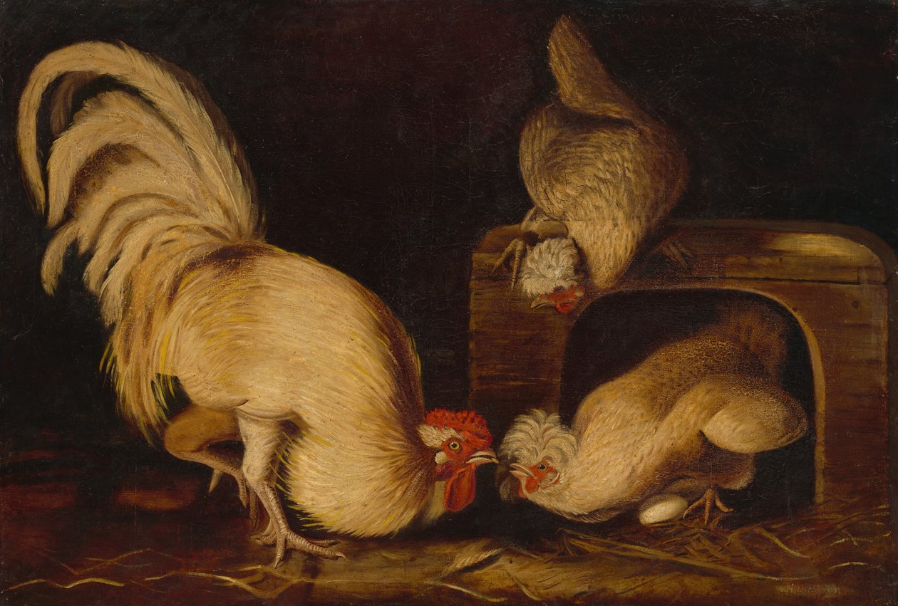 Çiftlik Tavuğu by John James Audubon