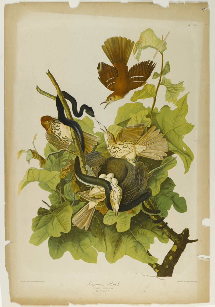 Ferruginous Thrush, Julien Bien tarafından basıldı ve Roe Lockwood & Son tarafından yayınlandı, 1861 (kromolitograf) by John James Audubon