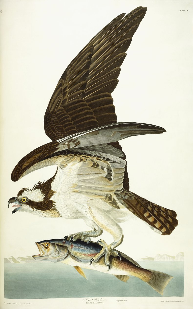 Balık Şahin, 1830 by John James Audubon