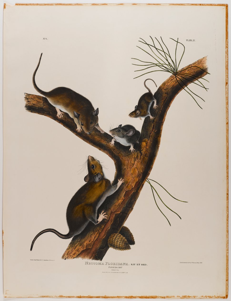 Florida faresi by John James Audubon