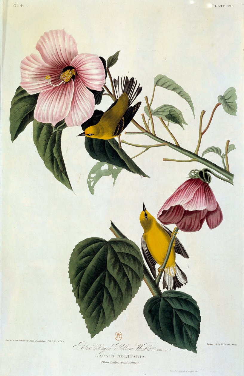 John James Audubon (1780-1851) (ec.am.) 1826-1830 tarafından Çiçekler ve Kuşlar İpek Tablo. Paris, B.N. by John James Audubon