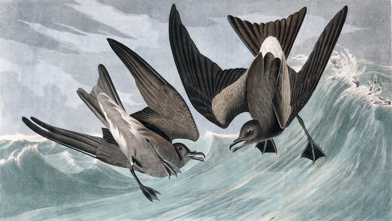 Çatal Kuyruklu Petrel, Thalassidroma Leachii, John J. Audubon