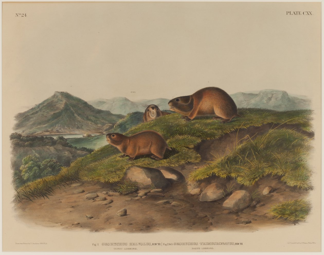 Georychus Helvolus ve Georychus Trimucronatus by John James Audubon