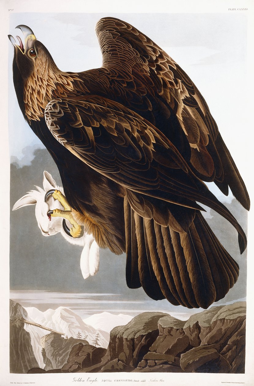 Altın Kartal, 1833 by John James Audubon