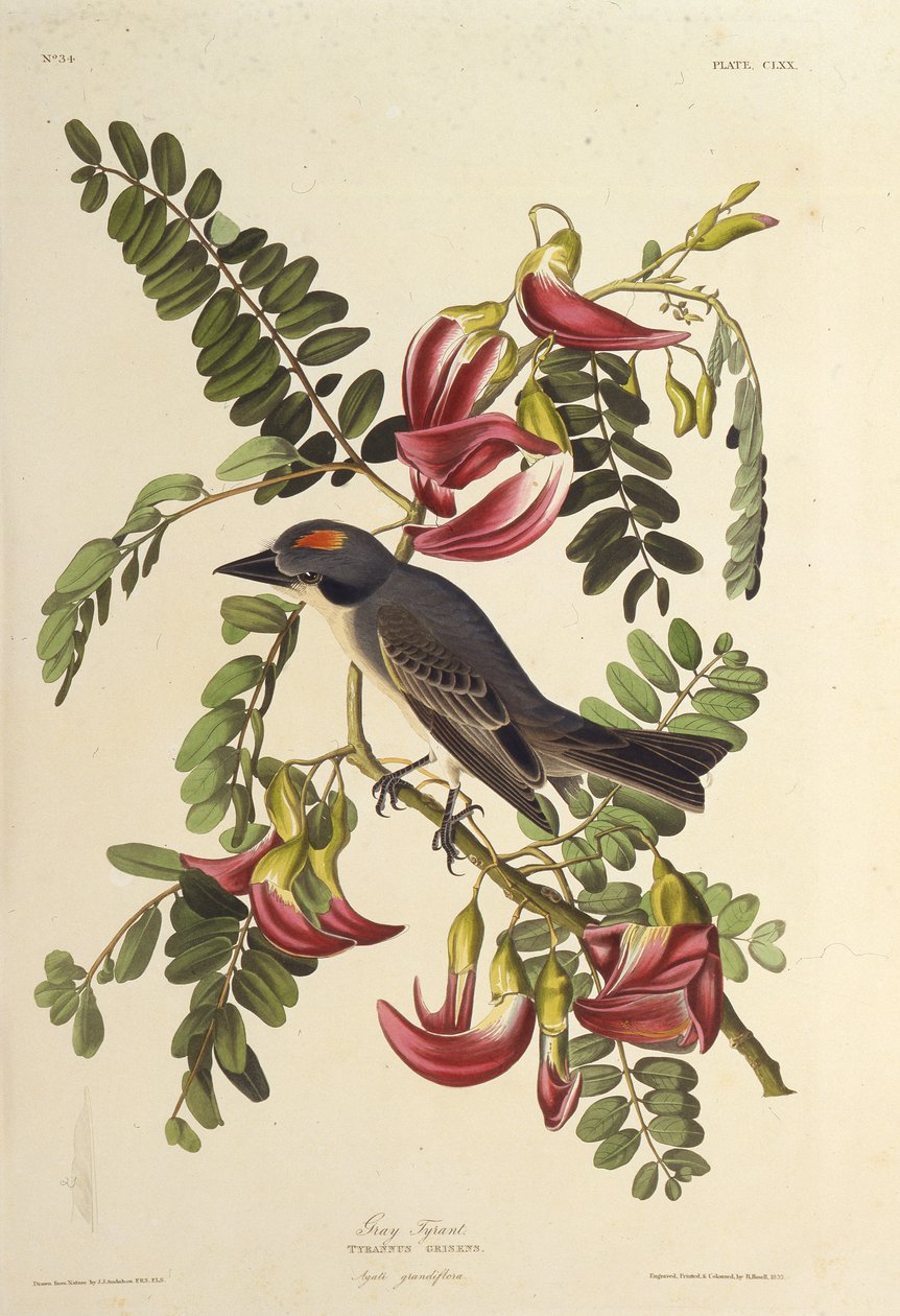 Gri Tiran. Amerika Kuşları, 1827-1838
