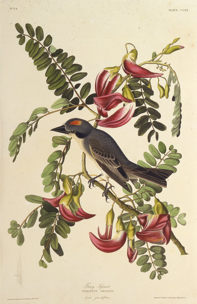 Gri Tiran. Amerika Kuşları, 1827-1838