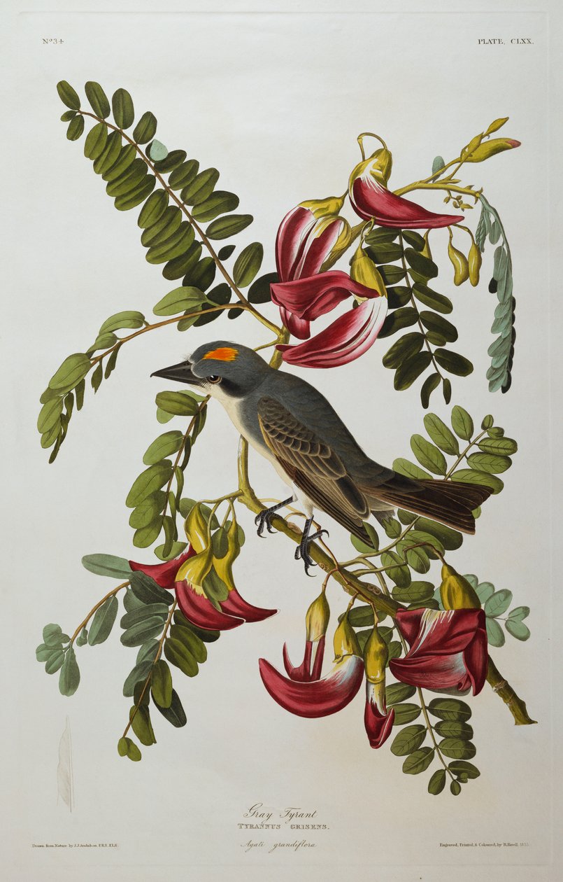 Gri Tiran. Gri Kingbird by John James Audubon