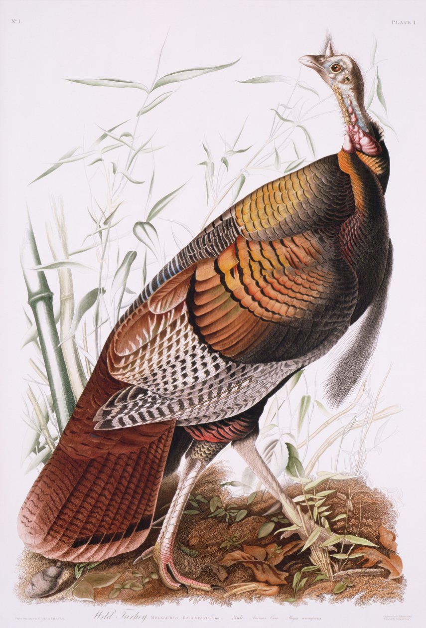Büyük Amerikan Horozu veya Vahşi Hindi by John James Audubon