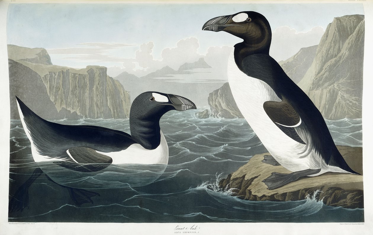 Büyük Auk, 1836 by John James Audubon