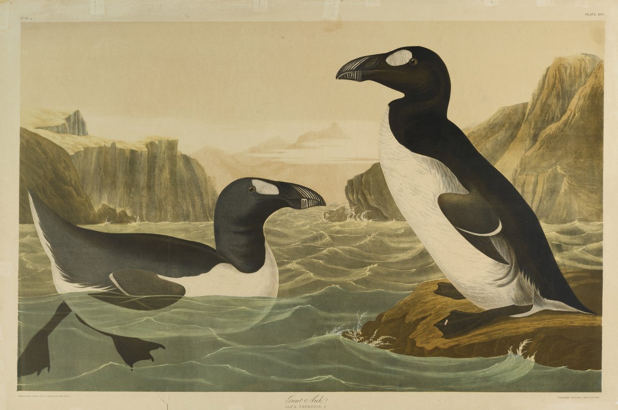 Julien Bien tarafından basılan ve Roe Lockwood & Son tarafından yayınlanan Great Auk, 1861 (kromolitograf) by John James Audubon