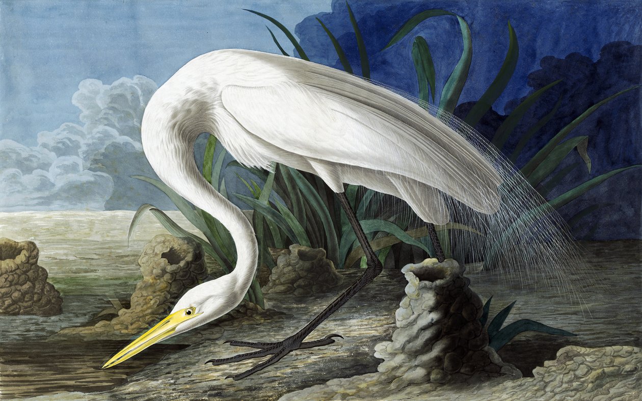 Büyük Ak balıkçıl, Casmerodius Albus, John J. Audubon