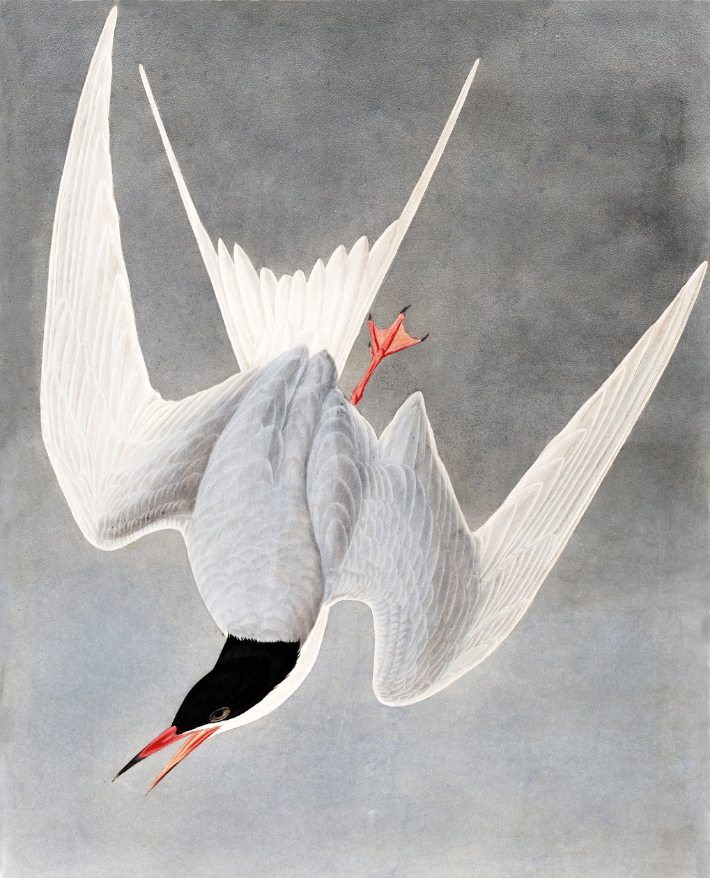 Büyük Sumru, Sterna Hirundo, John J. Audubon