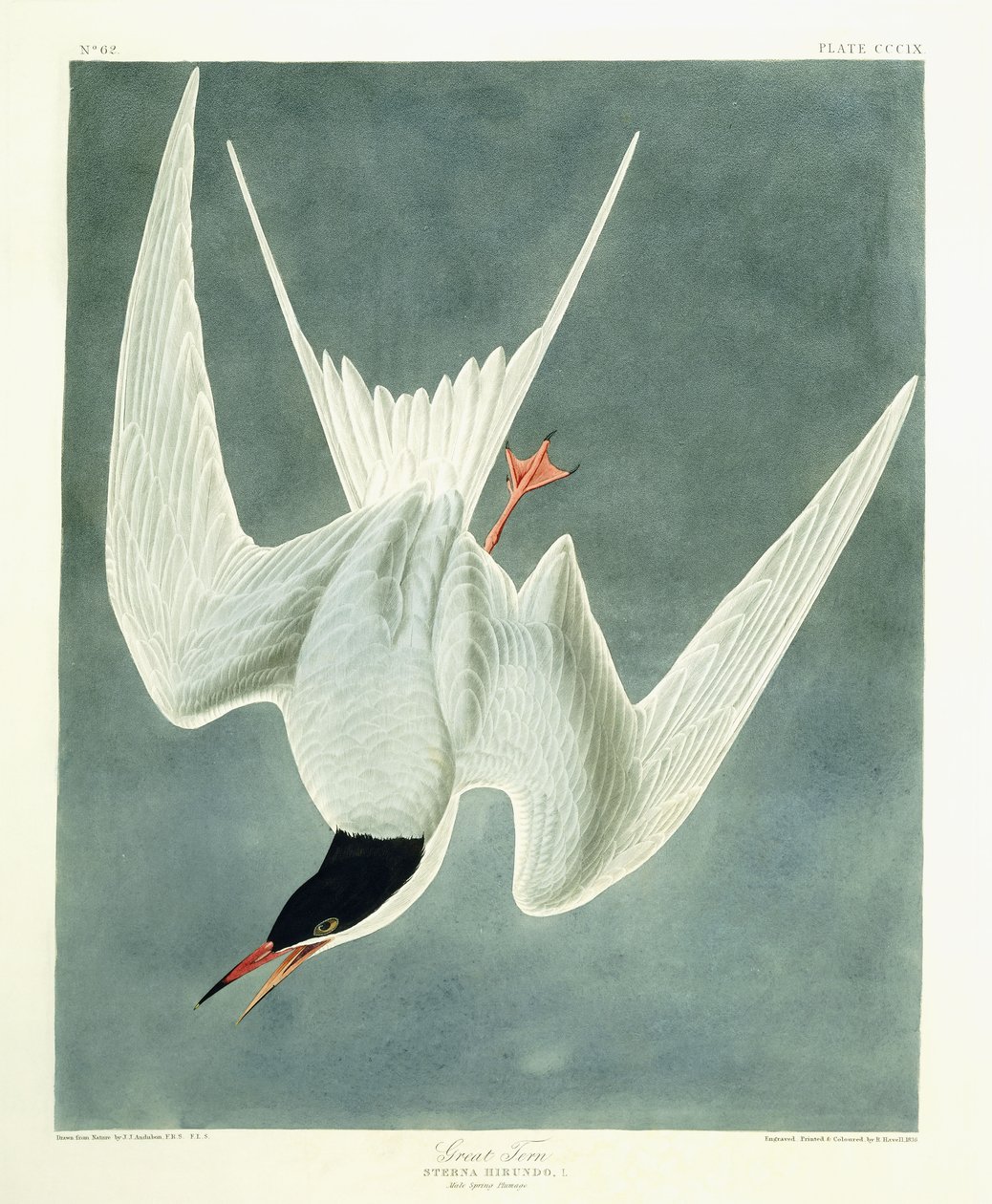 Büyük Dönüş, Erkek, Bahar Tüyleri, 1836 by John James Audubon