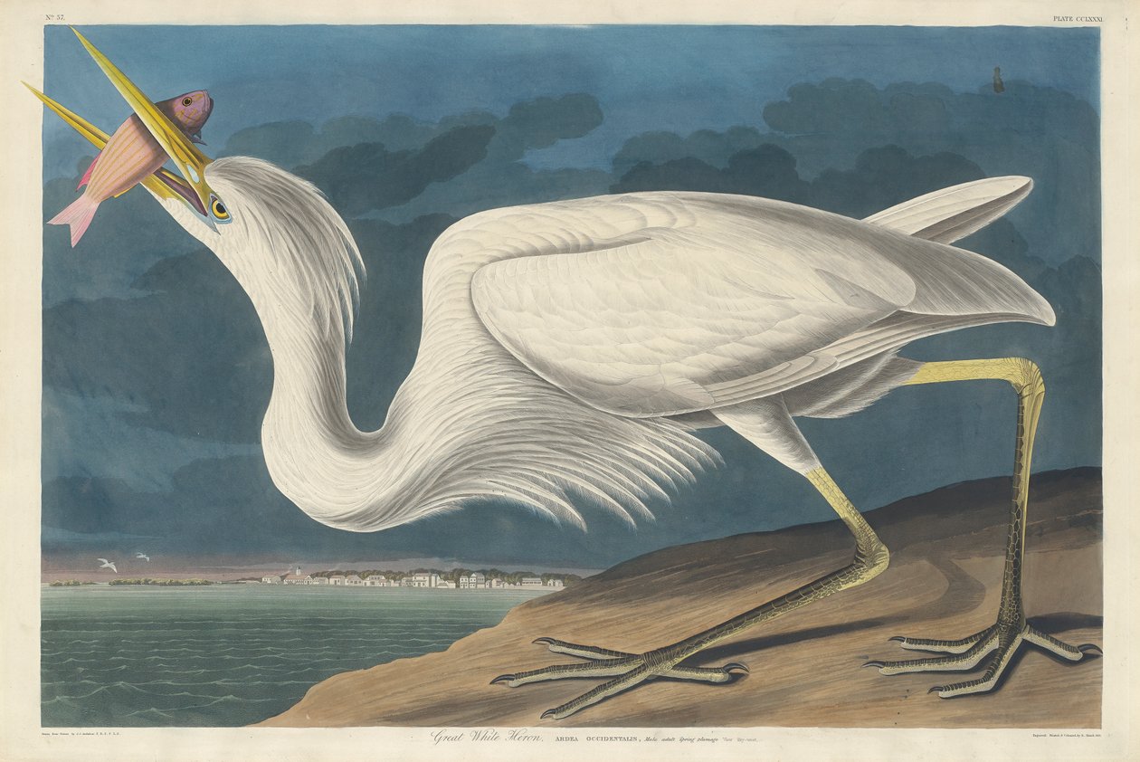 Büyük Beyaz Balıkçıl, 1835 by John James Audubon