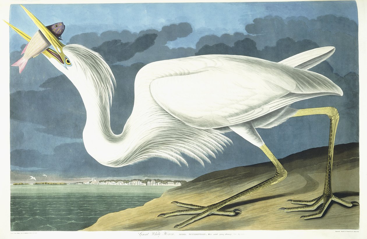 Büyük Beyaz Balıkçıl, Erkek Yetişkin, Bahar Tüyleri, 1835 by John James Audubon