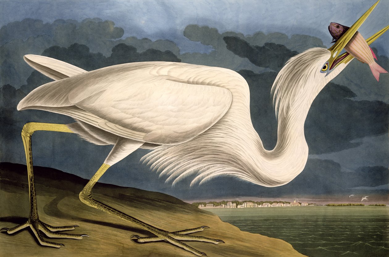 Robert Havell (1793-1878) 1835 tarafından oyulmuş 