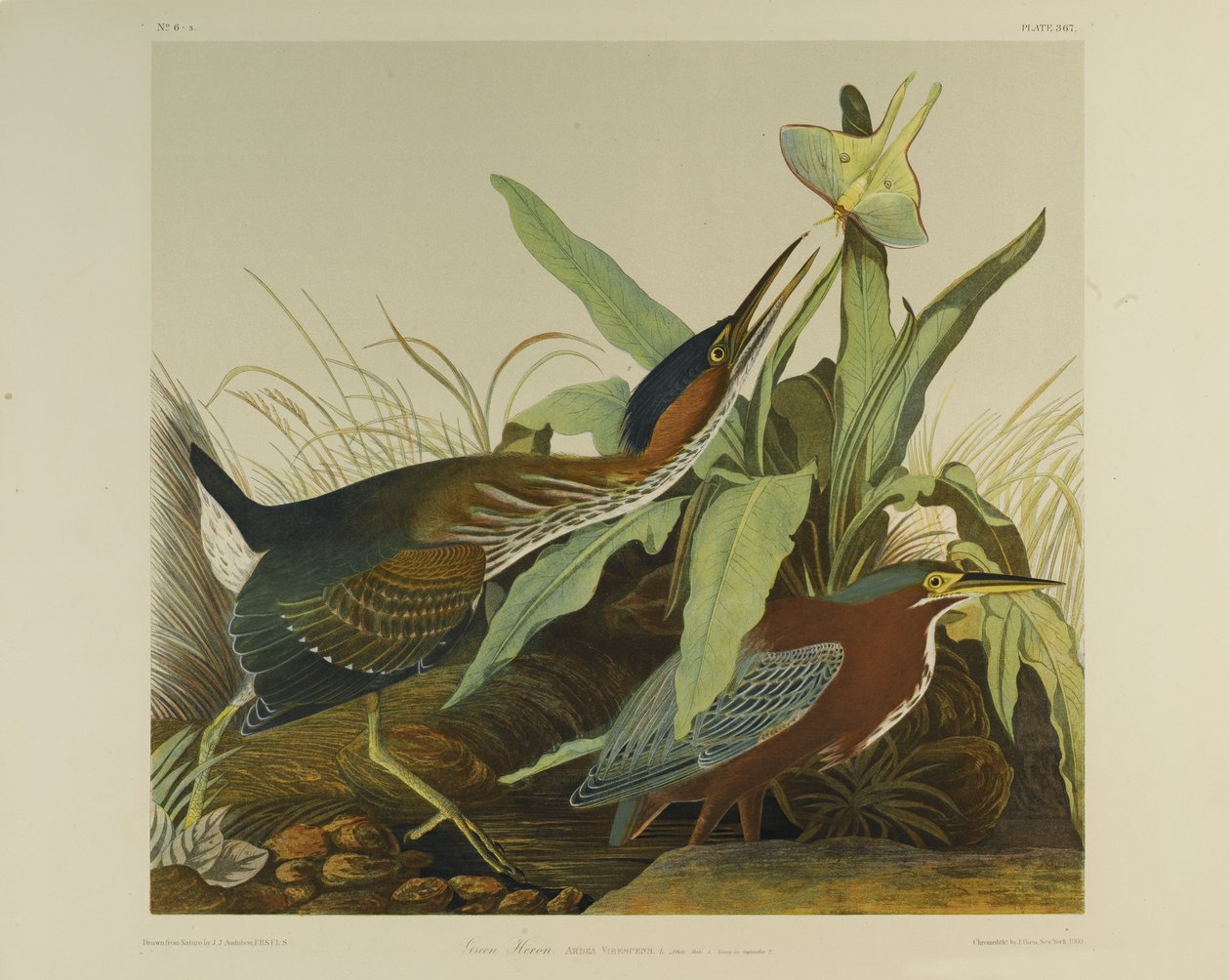 Yeşil Balıkçıl, Julien Bien tarafından basıldı ve Roe Lockwood & Son tarafından yayınlandı, 1861 (kromolitograf) by John James Audubon