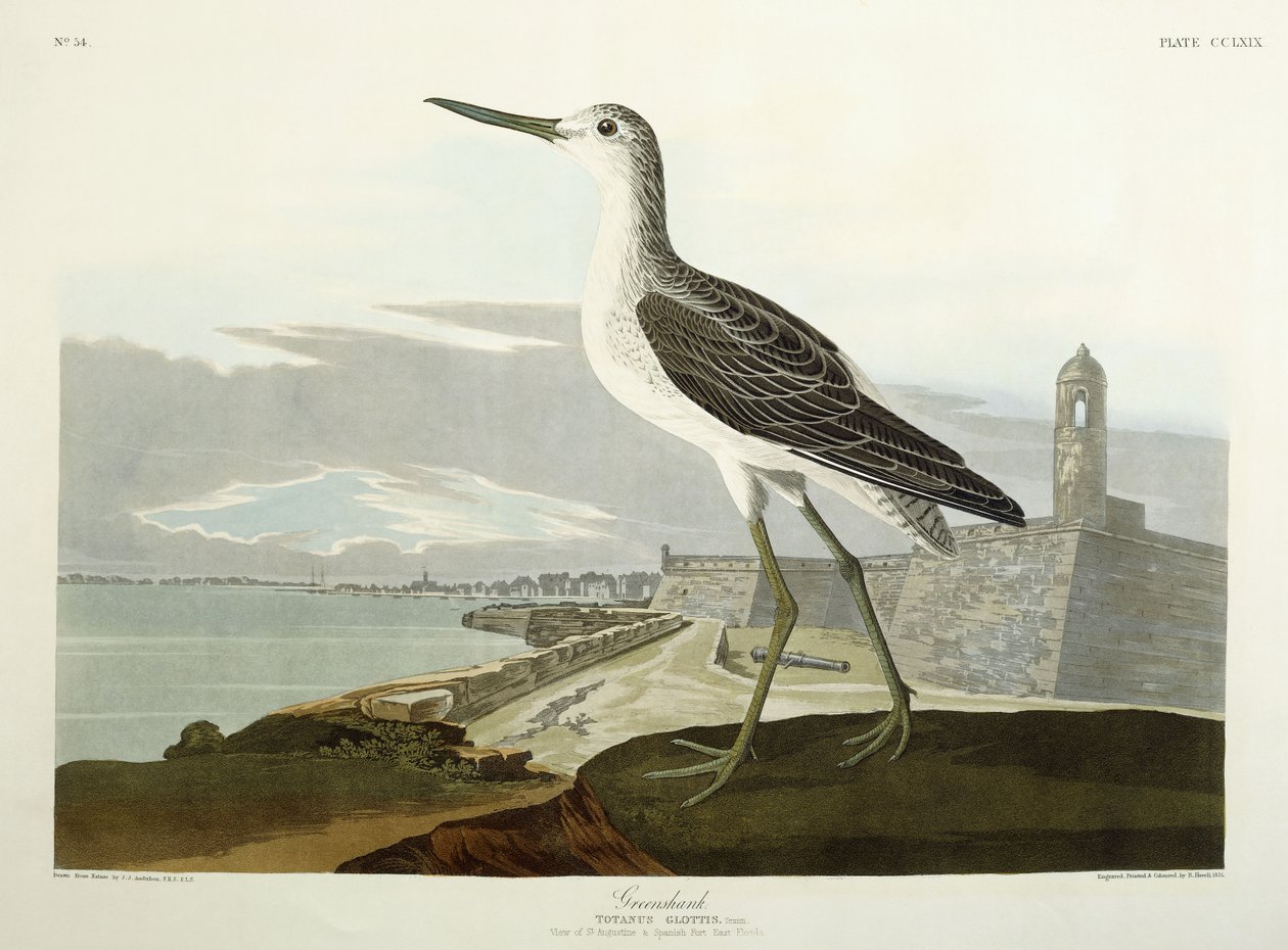 Greenshank, St