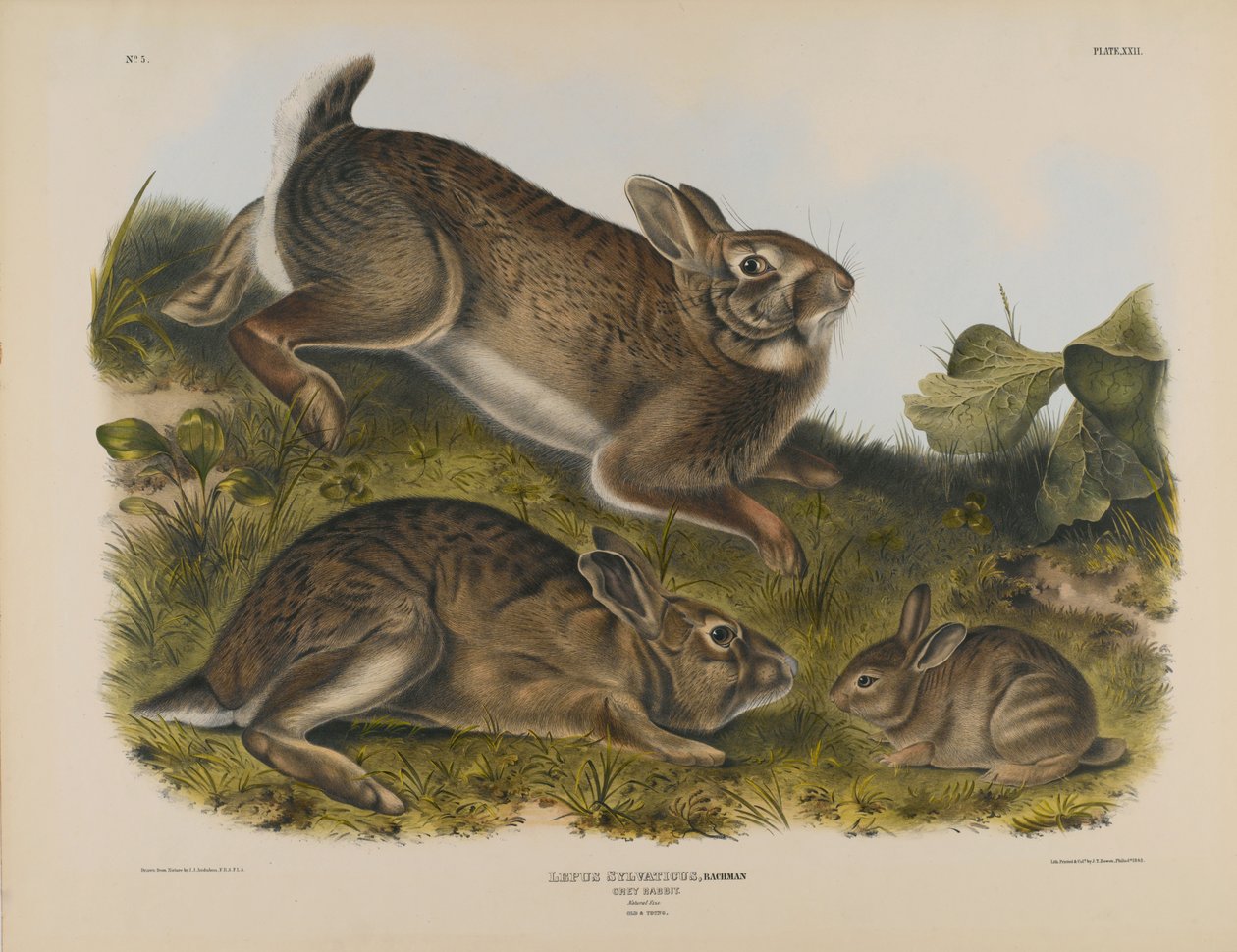 gri tavşan by John James Audubon
