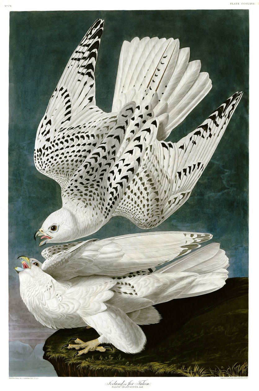 Gyrfalcon, Falco rusticolus, el renkli gravür by John James Audubon