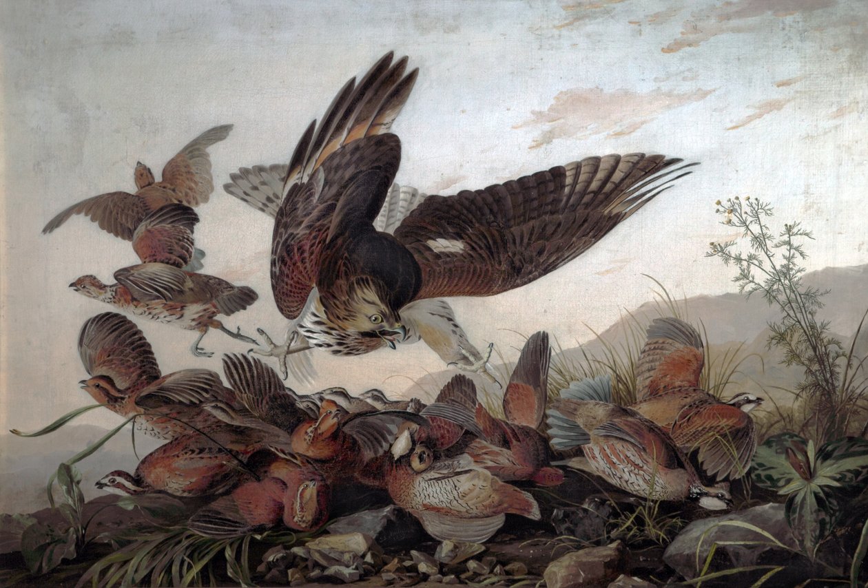 Kekliklere Saldıran Şahinler, 1826 by John James Audubon