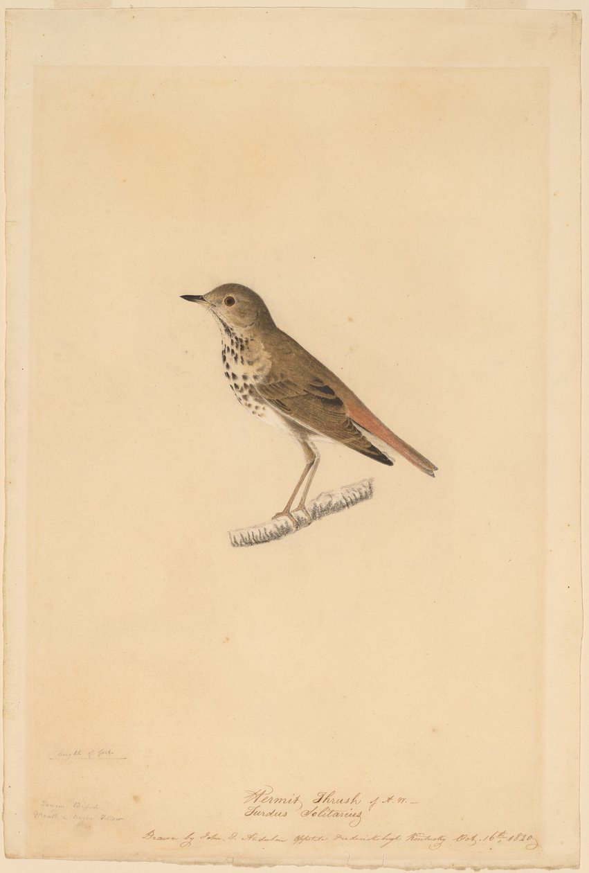 münzevi ardıç by John James Audubon