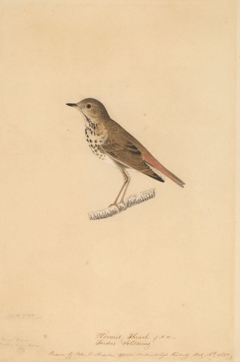 Münzevi Ardıç, 1820. by John James Audubon