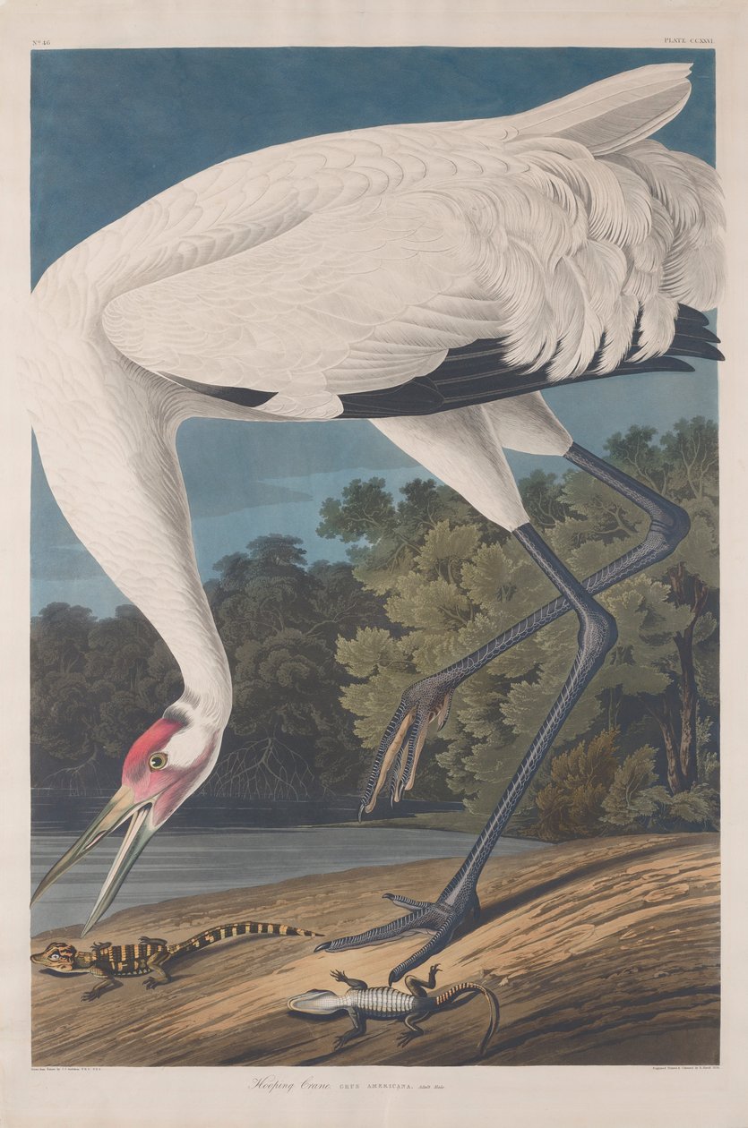 Çemberli Vinç, 1834 by John James Audubon
