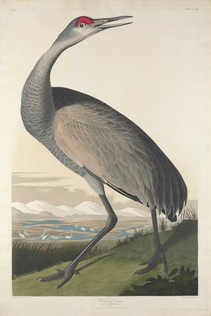 Çemberli Vinç, 1835 by John James Audubon