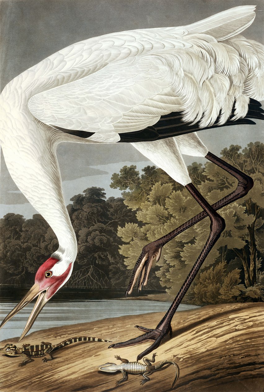 Hooping Crane, Grus Americana, John J. Audubon