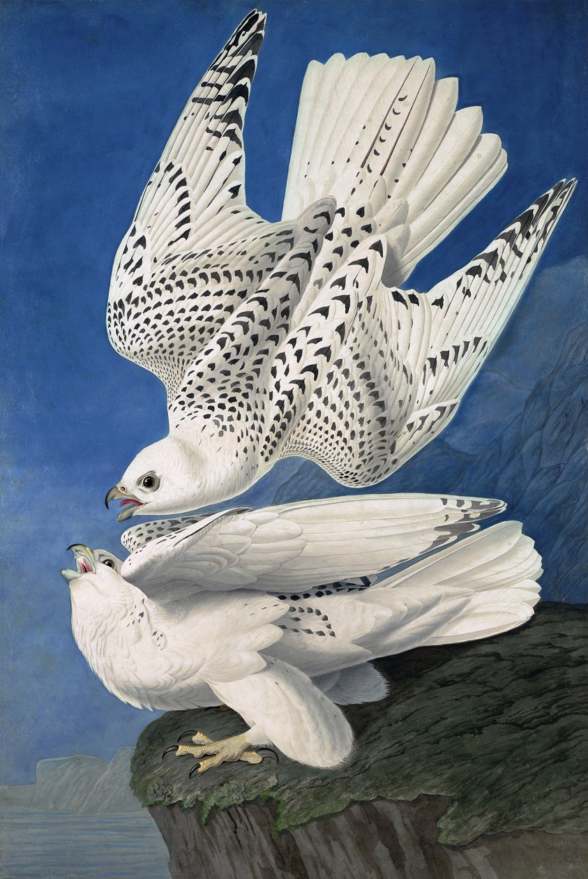 Jer veya İzlanda Şahini, Falco Islandicus, John J. Audubon tarafından yazılan "Amerika Kuşları"ndan, pub. 1827-38 by John James Audubon