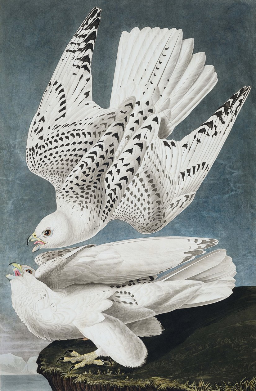 Jer veya İzlanda Şahini, Falco Islandicus, John J. Audubon tarafından yazılan "Amerika Kuşları"ndan, pub. 1827-38 by John James Audubon