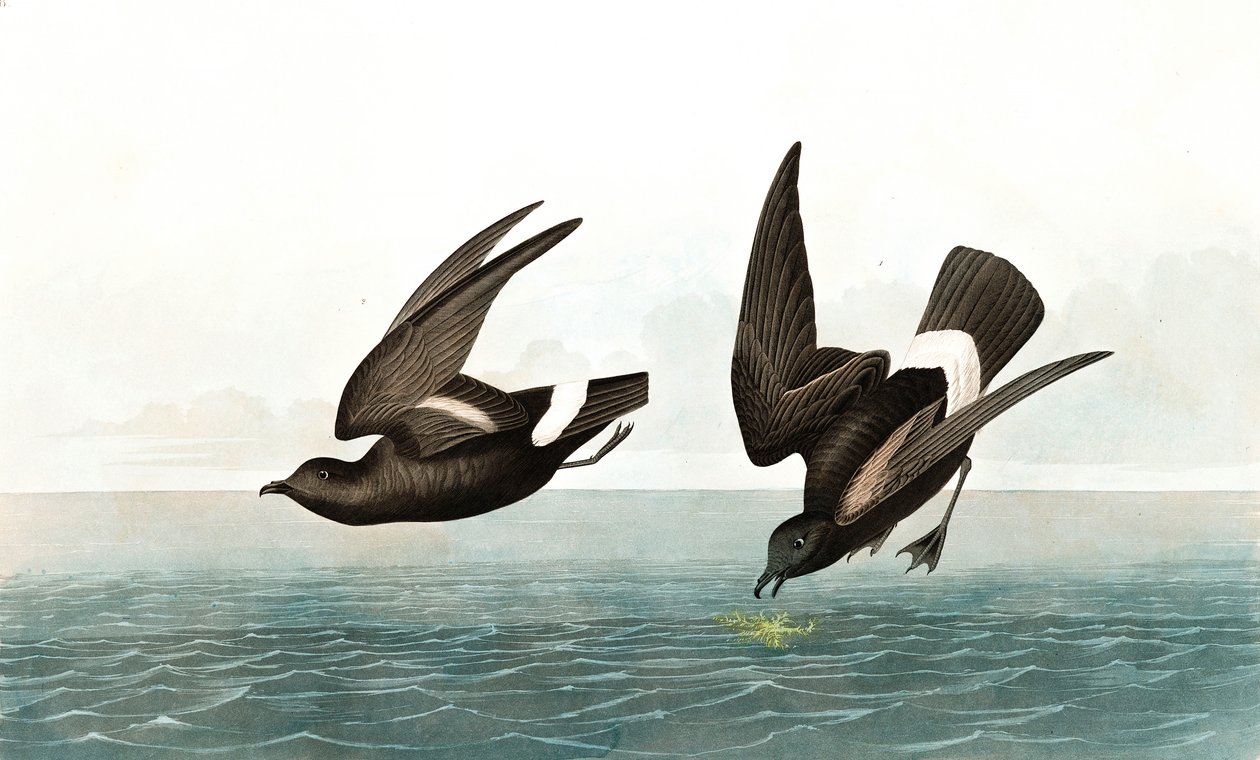 Least Stormy Petrel, Thalassidroma Pelagica, John J. Audubon tarafından yazılan "The Birds of America"dan, pub. 1827-38 by John James Audubon