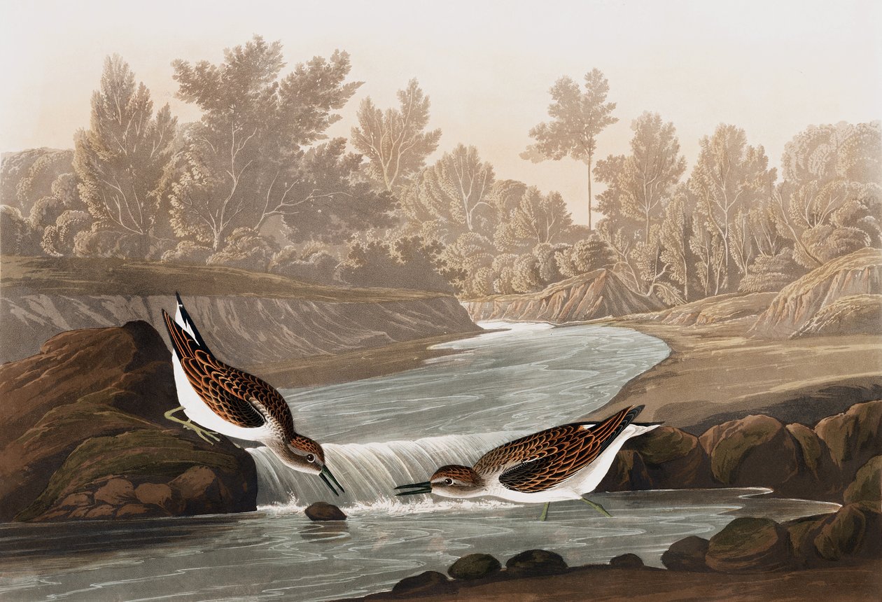 Küçük Sandpiper, Tringa Pusilla, John J. Audubon