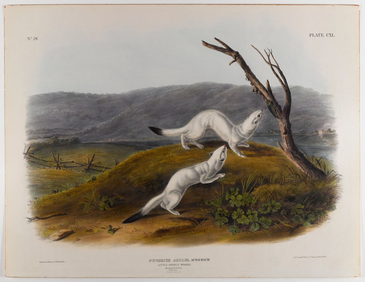 Küçük çevik gelincik by John James Audubon