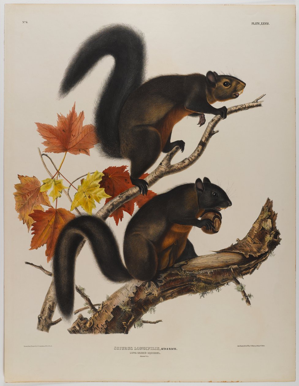 Uzun saçlı sincap by John James Audubon