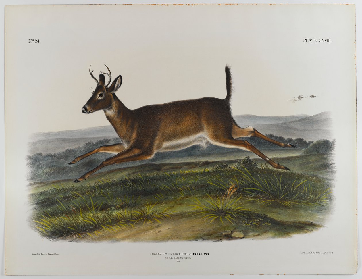 Uzun kuyruklu geyik, 1847 by John James Audubon