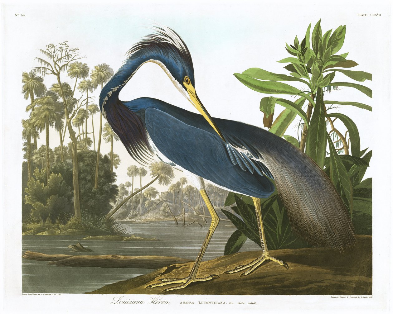 Louisiana Balıkçıl, 1834 by John James Audubon