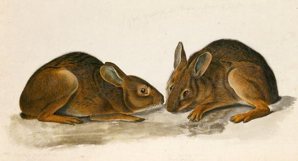 ಮಾರ್ಷ್ ಹೇರ್ಸ್ (ಕಾಗದದ ಮೇಲೆ wc) ಟರ್ಕಿ by John James Audubon